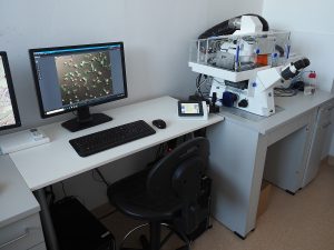 Axio Observer 7, Zeiss - an inverted automatic research microscope equipped with an incubation chamber with controlled temperature, humidity, CO2 atmosphere, O2 level, and monochromatic digital camera and software for recording the sequence of images and movies. Life cells observation and an image acquisition system workstation.