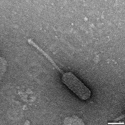 Entc-S90-Entc10-C__08_Mag-150kx Fag Entc_S90